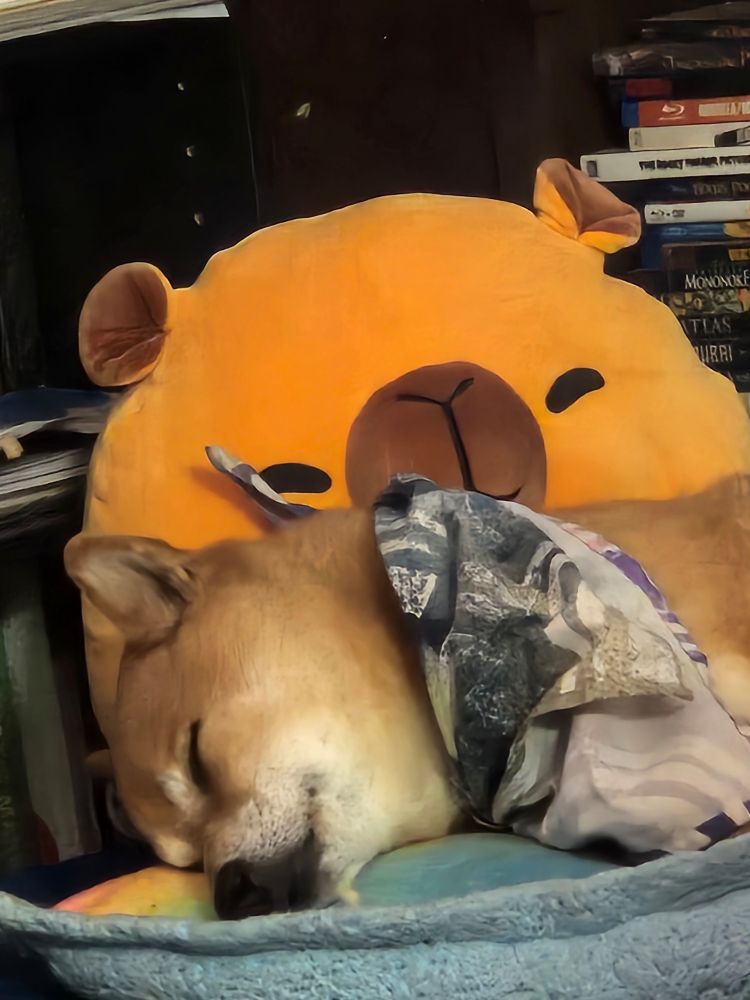 Shiba uni laying on a pillow. A squishmellow capibara and a stack of dvds are in the background. 