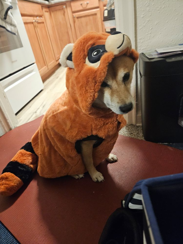 A Shiba Inu unenthusiastically wearing a red panda costume