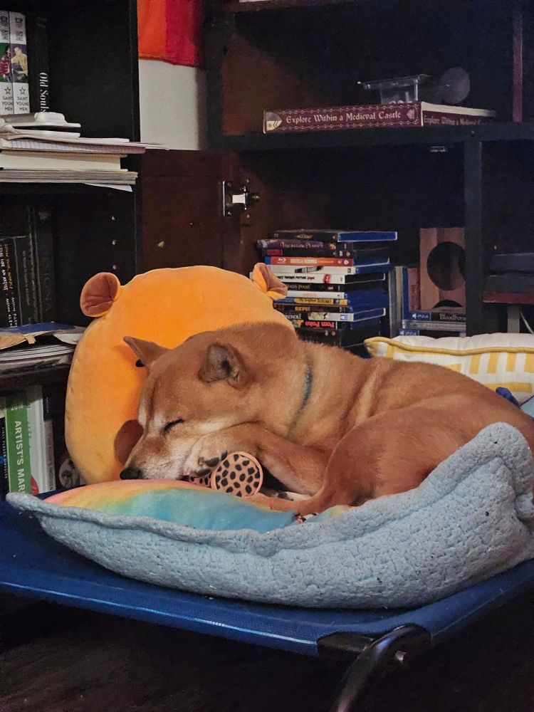 Shiba uni laying on a pillow. A squishmellow capibara and a stack of dvds are in the background. 