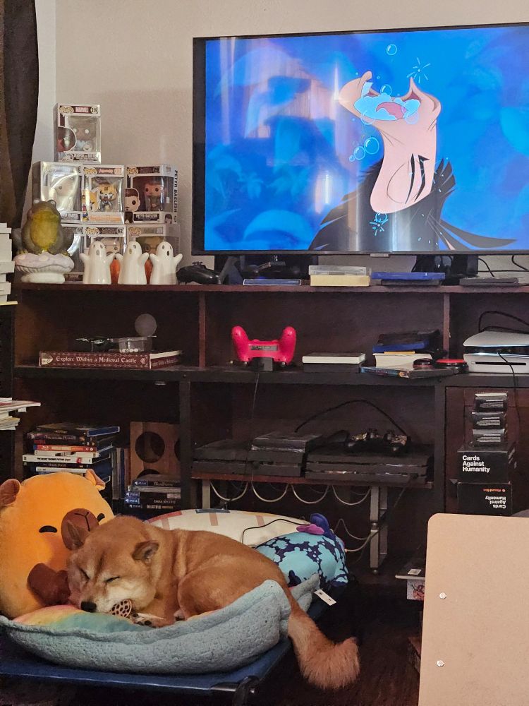 Shiba inu laying on a pillows in front of an entertainment center. The tv has Kusco from Emperor's New Grove gargling water. The shelves are full of books, games, consoles, and ceramic ghosts and a toad. 