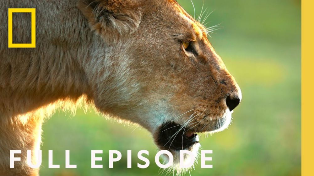 African Queens: Lions vs Hyenas (Full Episode) | Queens