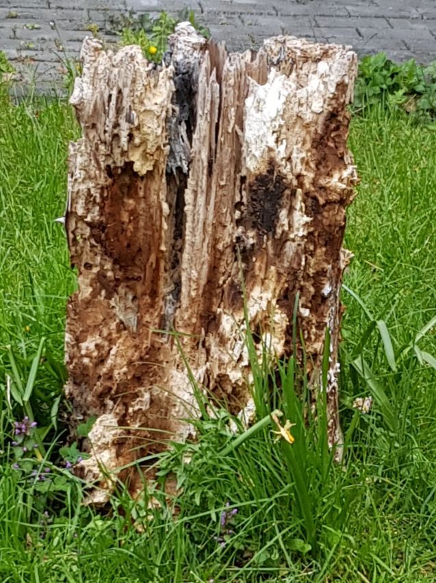 Ein recht "zerfressener" Baumstumpf. Es steht aber noch genug davon, dass es für die nächsten Jahre noch reicht.