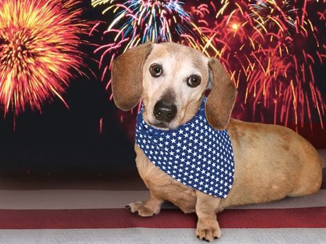 HAPPY INDEPENDENCE DAY WEEKEND!! Keep your pets in a relatively quiet environment, have fun and drive safe.