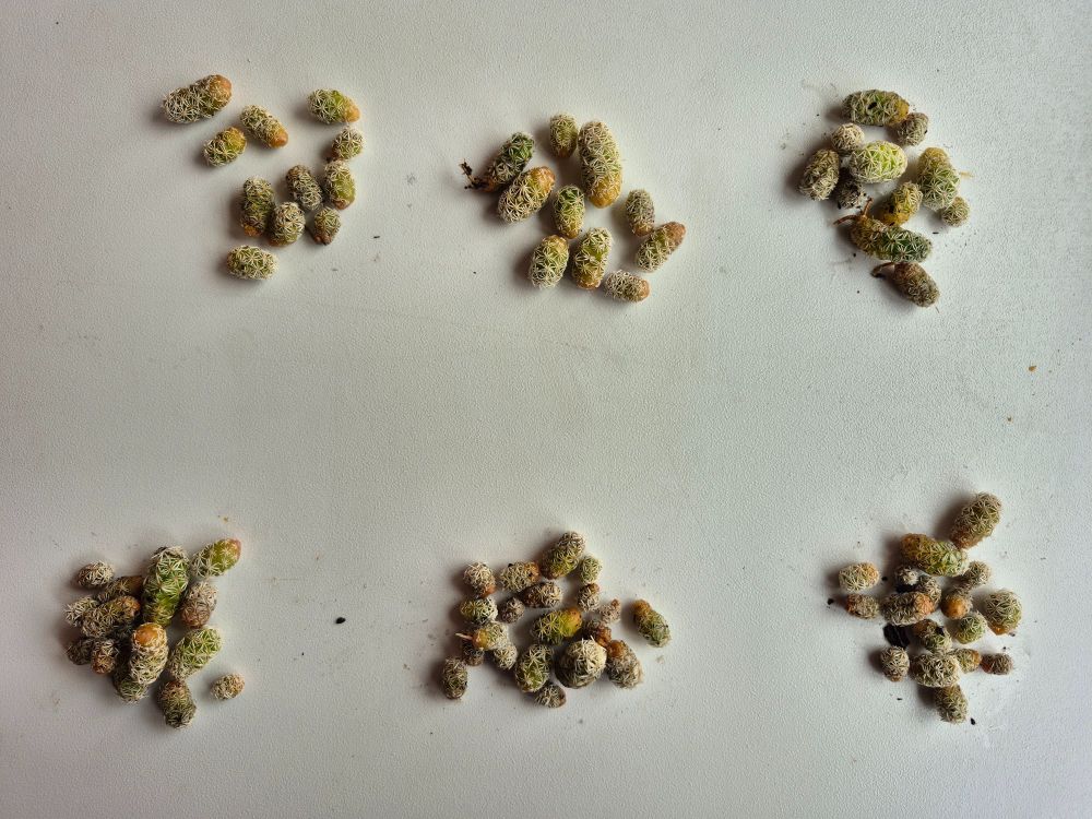 Esquejes de Mammillaria