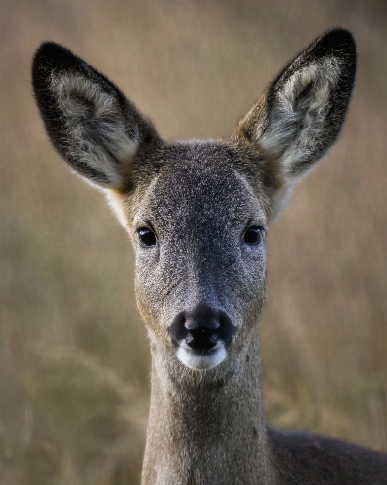 A young roe deer staring at the camera