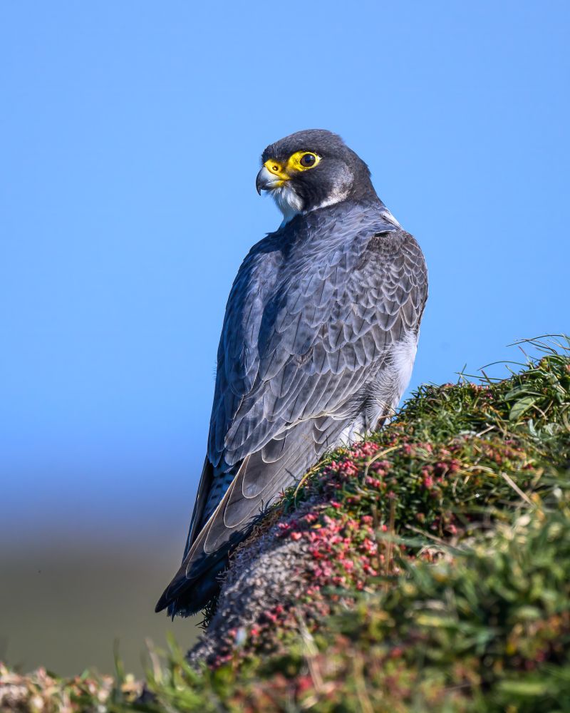 A peregrine falcon sits in sunshine on a cliff edge.