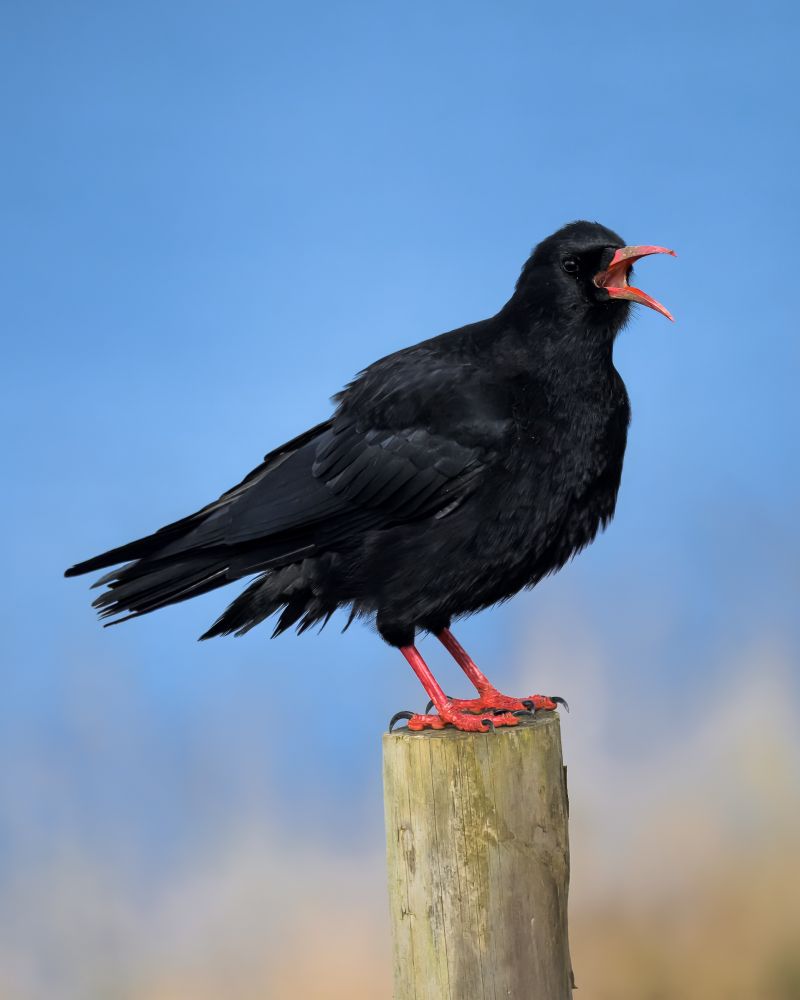 A very vocal Cornish chough on a fence post
