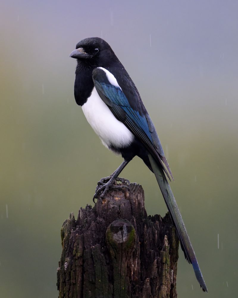 A magpie on a post in the rain
