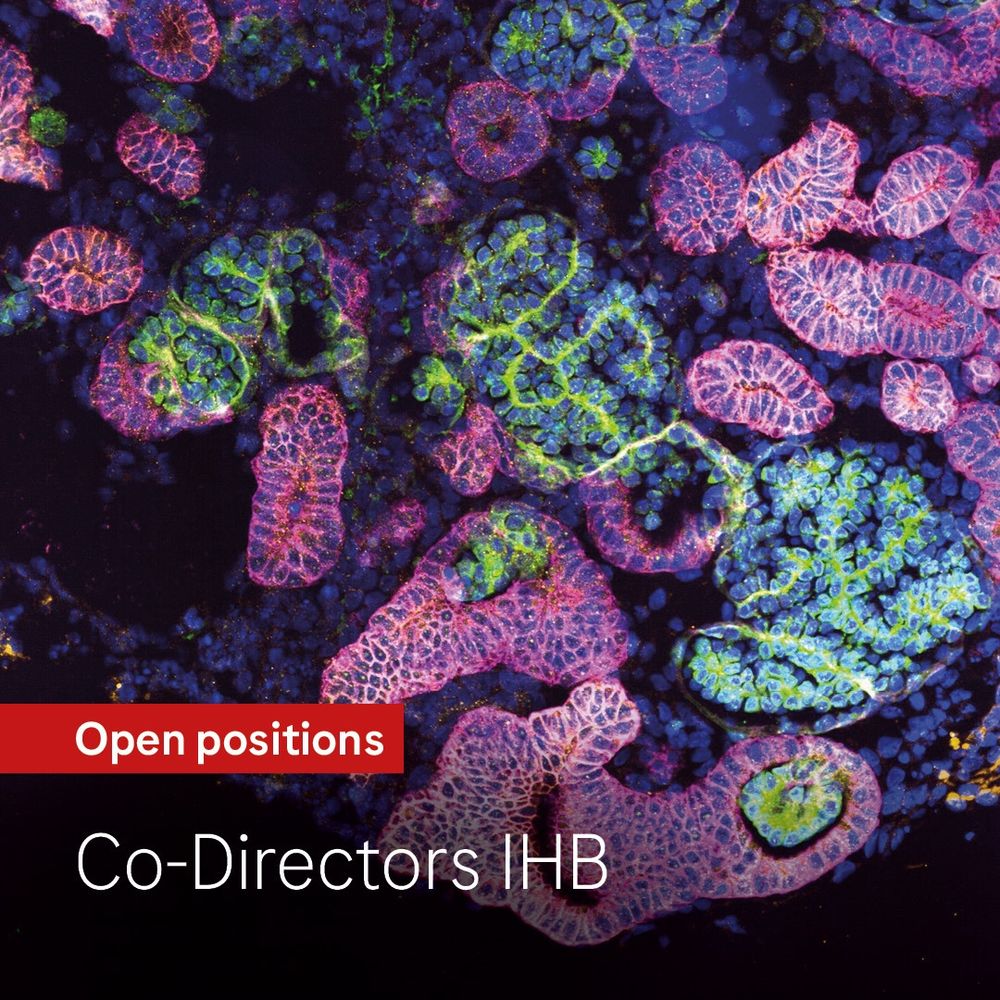 Image credit: Silvia Berger, Saba Rezakhani, Irineja Cubela (Roche's IHB) 
About the image: Kidney organoids with glomeruli - paraffin section stained for nuclei (blue). Glomerular markers: Nephrin (red) and Synaptopodin (green), and tubule marker EpCam (grey). Acquired with Nikon Ti2 25x water immersion objective.