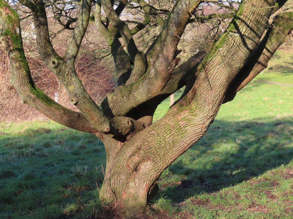 A tree whose thick branches have become intertwined. The sun is shining but the tree casts its shadow on the green grass.