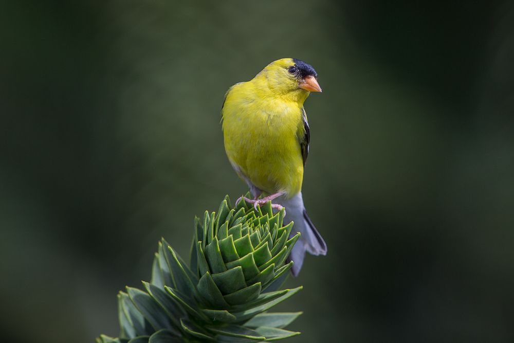Yellow and black bird on tip of monkey puzzle tree

