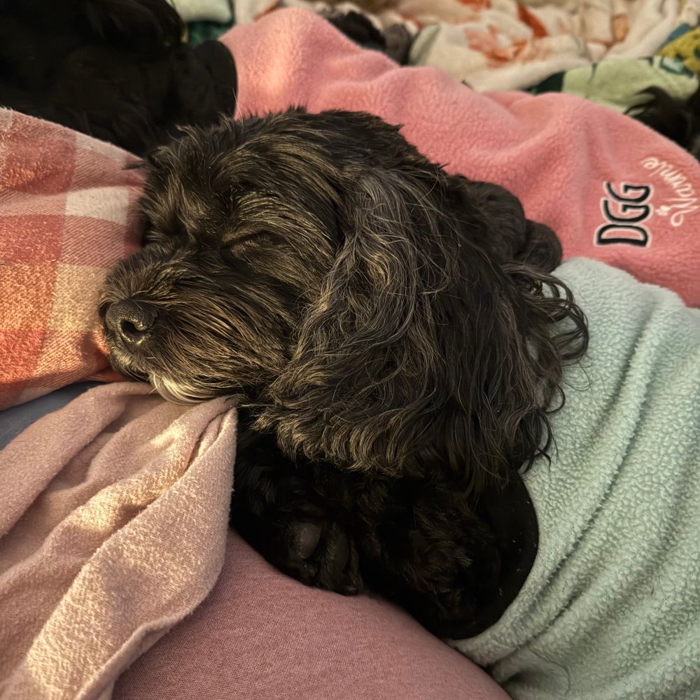Small black dog asleep on a lap.