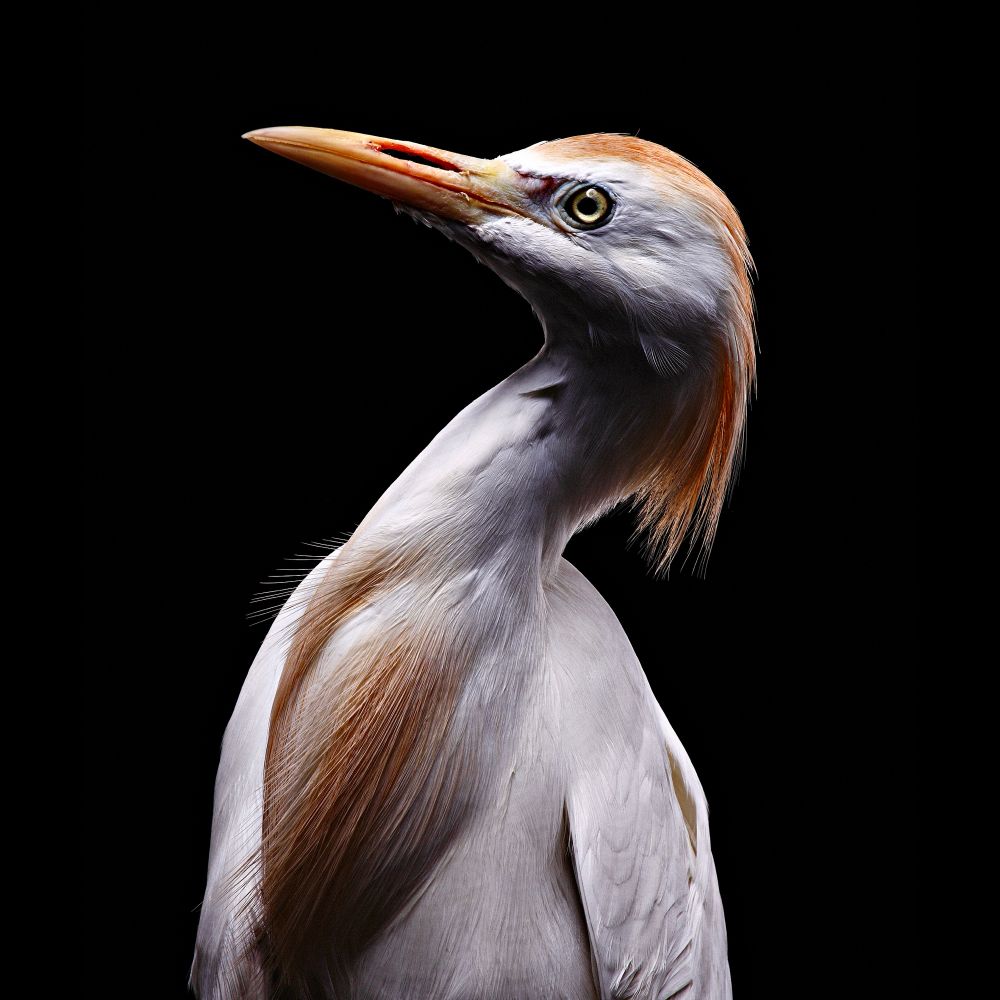 Cattle egret photographed in location studio