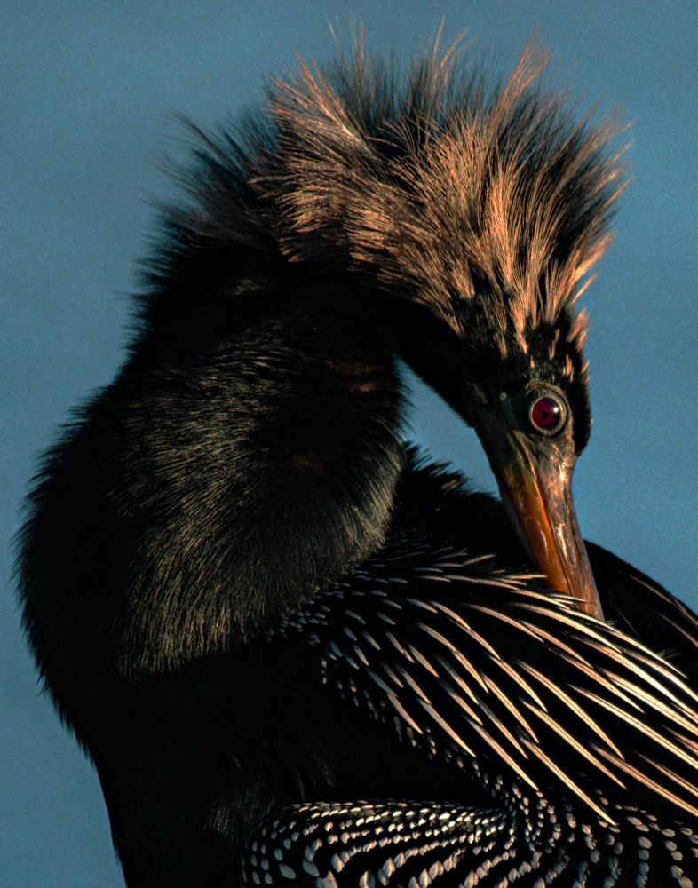 Anhinga preening in the sun 