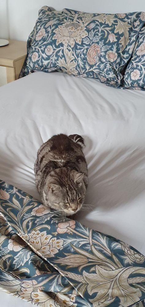 A cat sitting on top of a duvet cover.