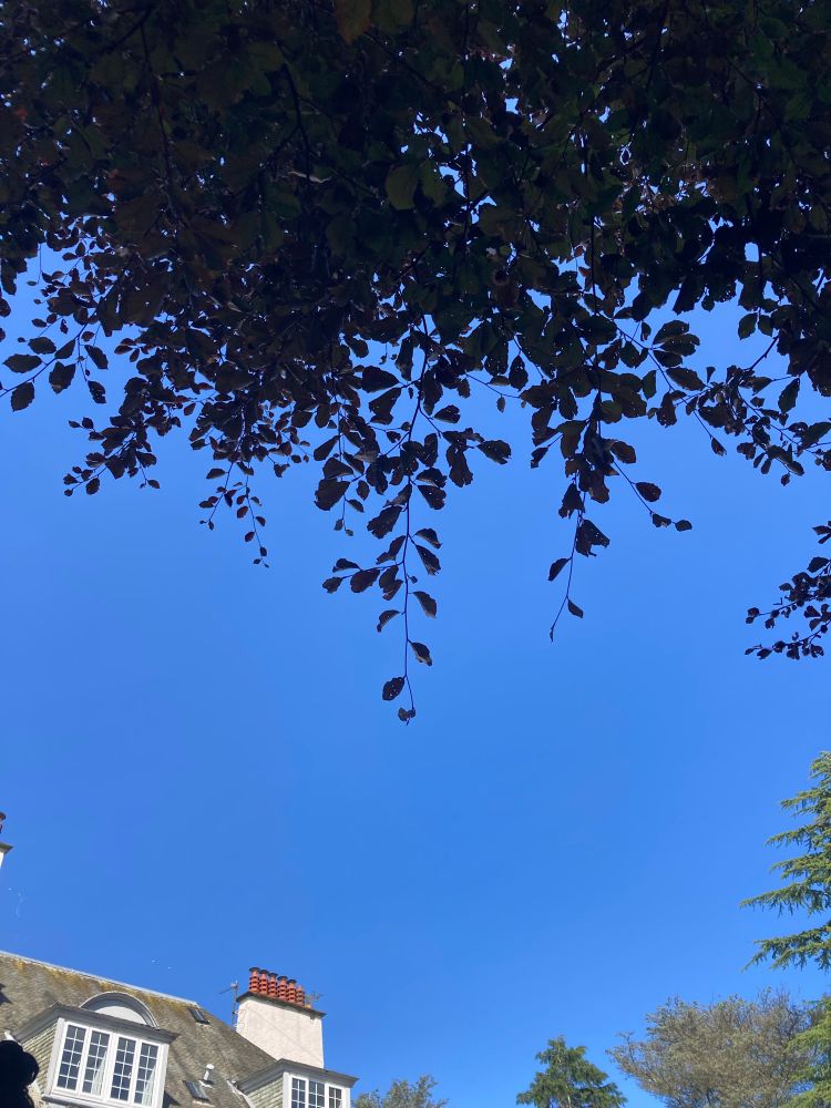 View of sky lined with building and tree at Forgan Arts Centre