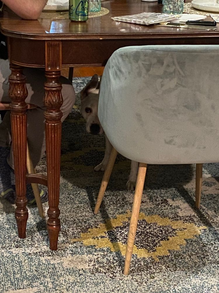 Dog standing under table