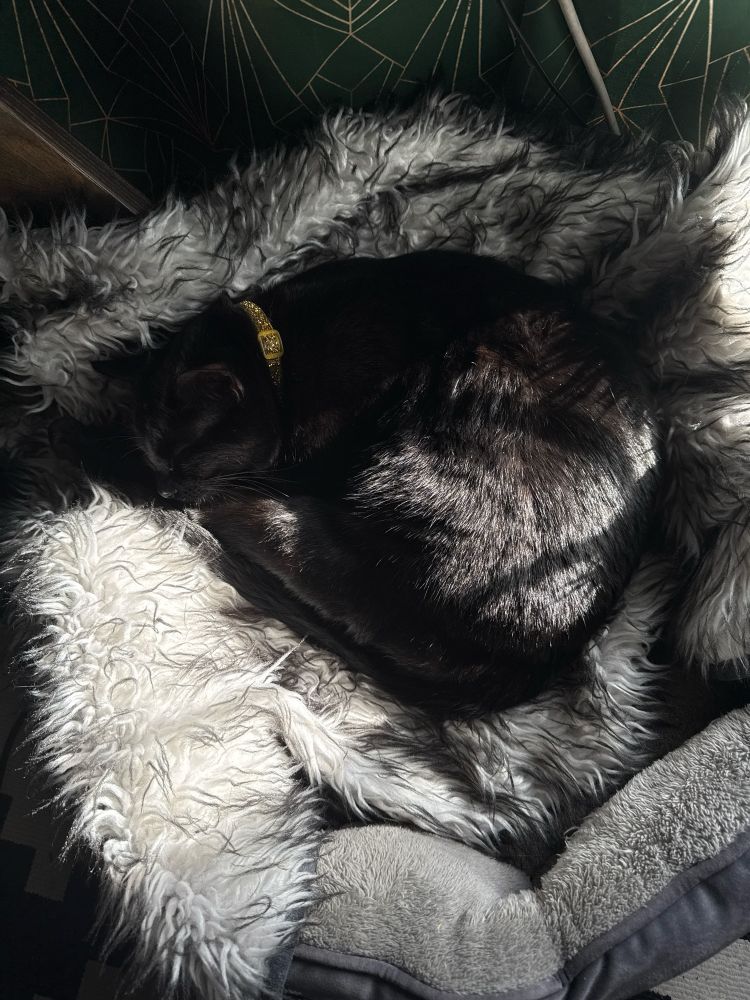 A black cat curled up sleeping in a fuzzy cat bed.