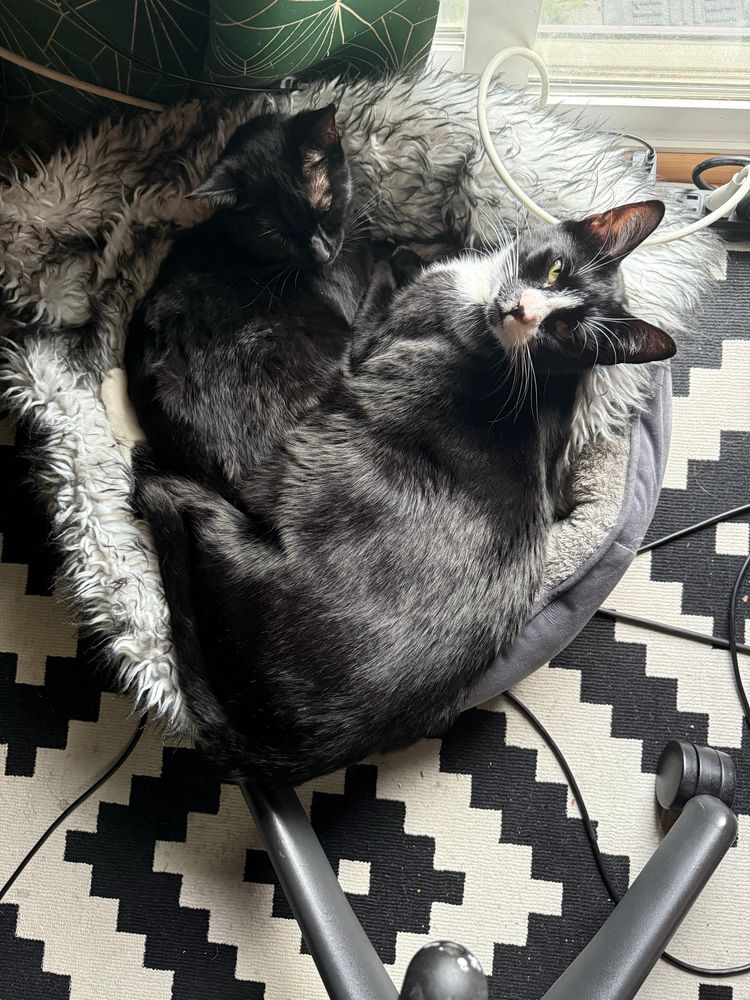 Two cats sleeping in the same tiny bed