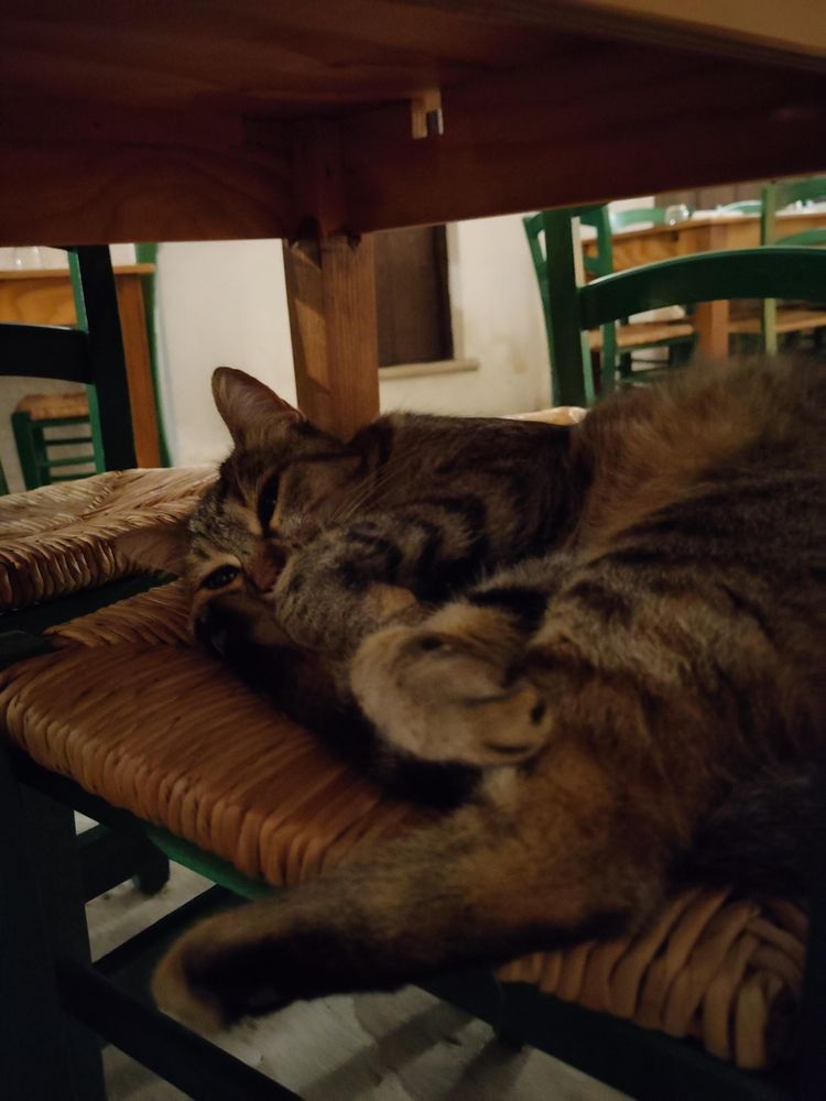 A tabby cat sitting on a chair on the side showing off her beautiful paws. 