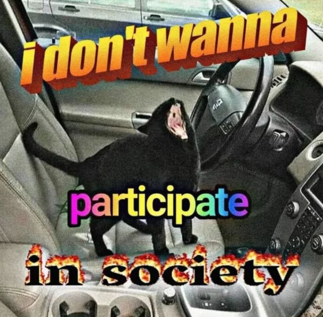 A black cat inside a car, howling.  "I don't wanna participate in society"