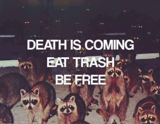 A photo of a lot of raccoons.  Text reads: 
"DEATH IS COMING
EAT TRASH
BE FREE"