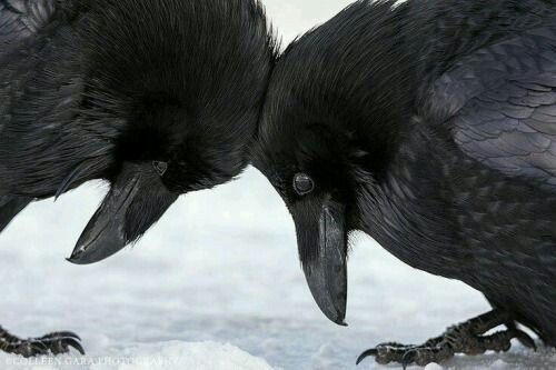Two crows pressing their heads together