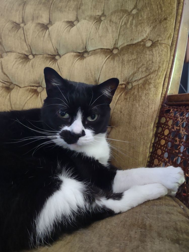 My tuxedo cat Russy 