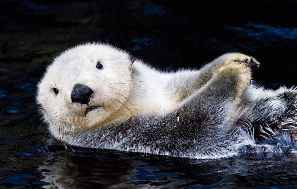 Une loutre de mer