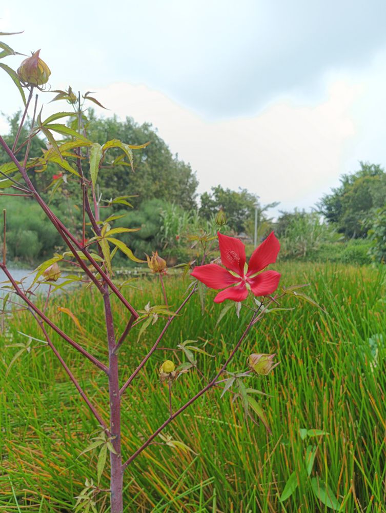 Scarlet rosemallow (Hibiscus coccineus) plant in flower