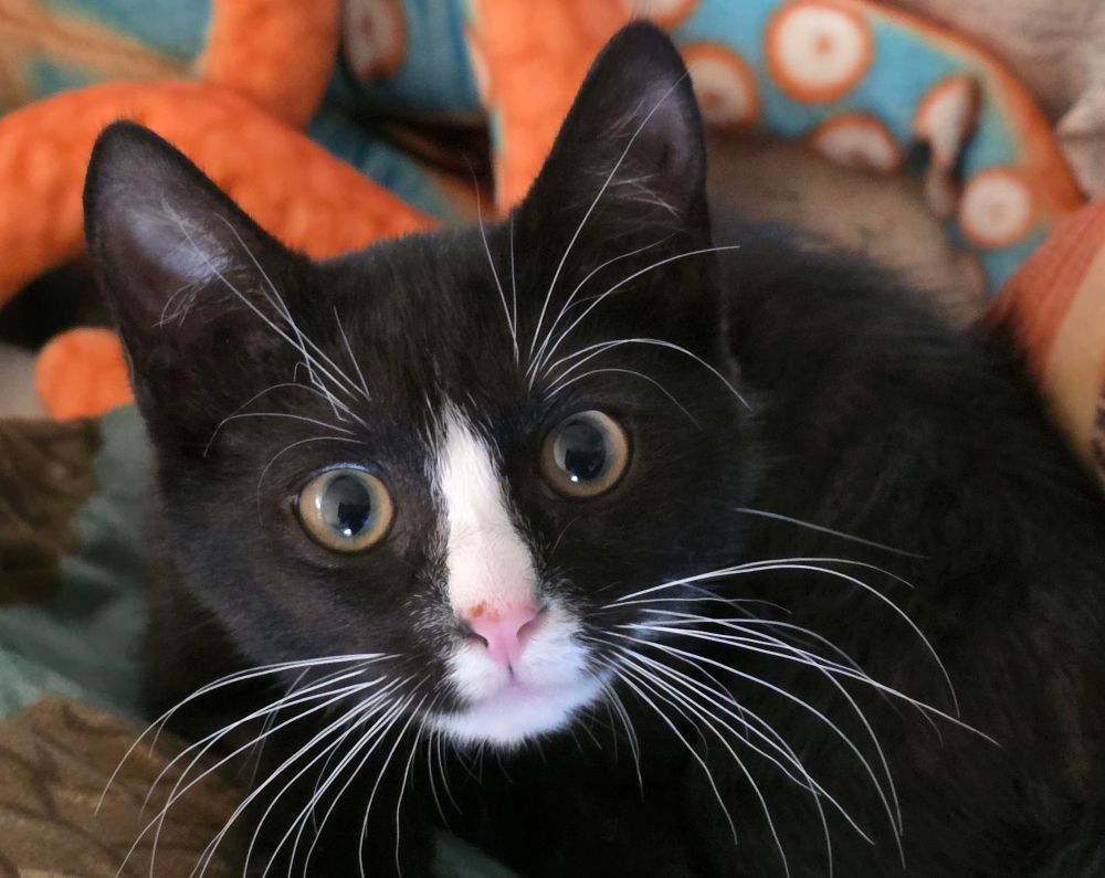 Kittums 