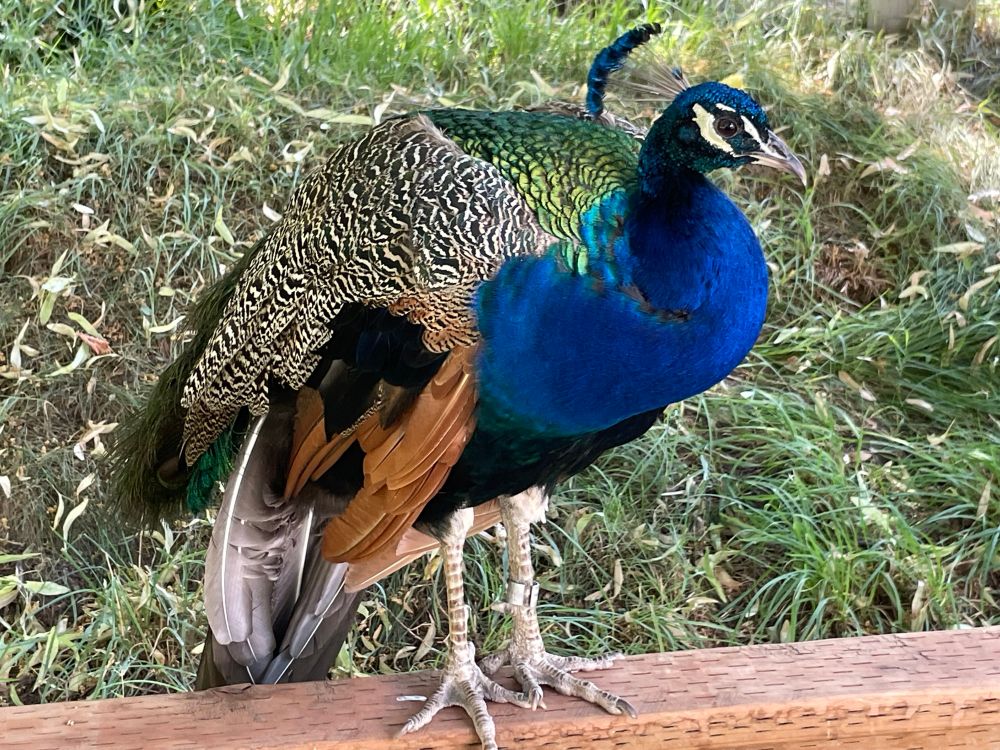 Peacock at Idaho Falls Zoo. 
