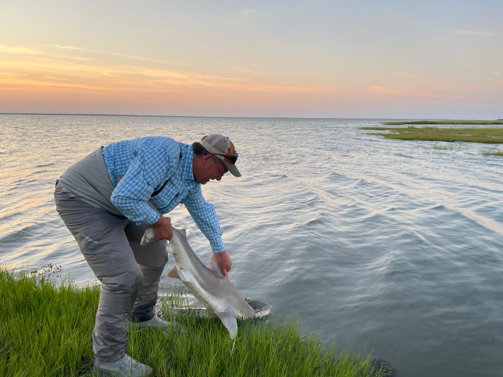 Sandbar shark  released while catching them for a research project on Nee Jersey. 