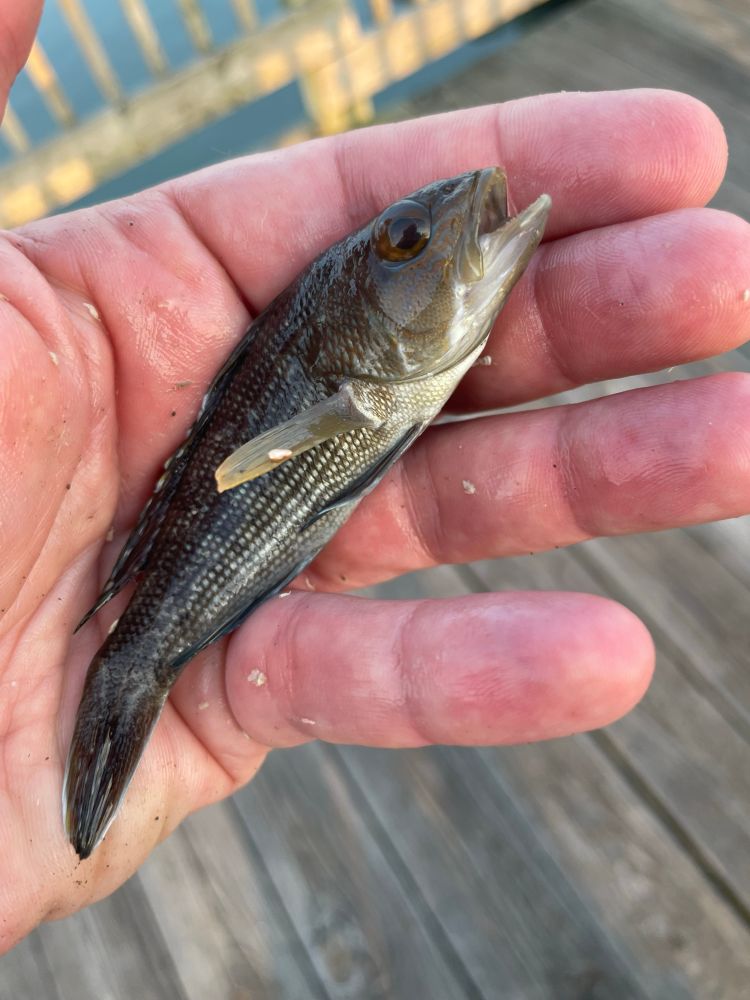 Black sea bass. 