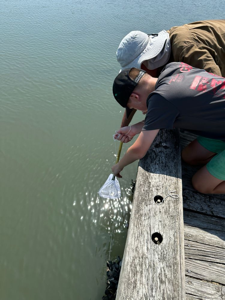 Netting able crab that has taken the bait. 