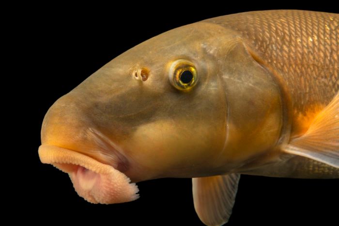 Largescale sucker photograh by Joel Sartore/Photo Ark. I caught this sucker for Joel while he was visiting Boise to photograph some zoo animals. He had a free day and noted he wanted to photograph more native fishes. We went out to a local stream and I caught this native sucker. It was photographed in a tank and safely released.