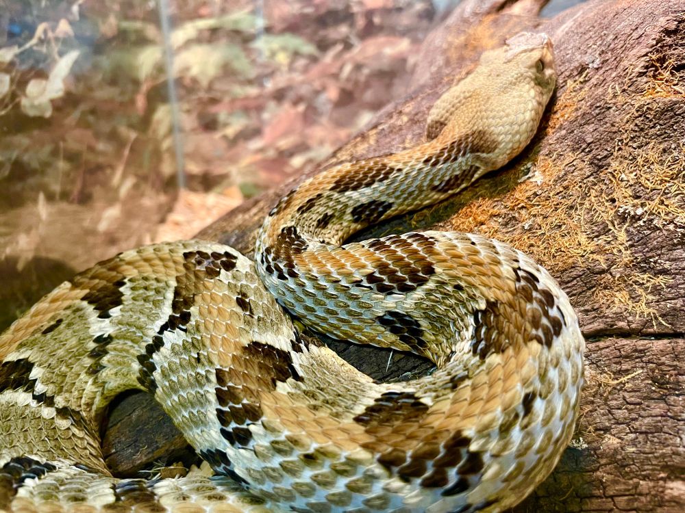 Timber rattlesnake.
