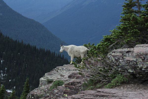 A mountain goat stands on a rocky cliff at Glacier National Park, Montana.