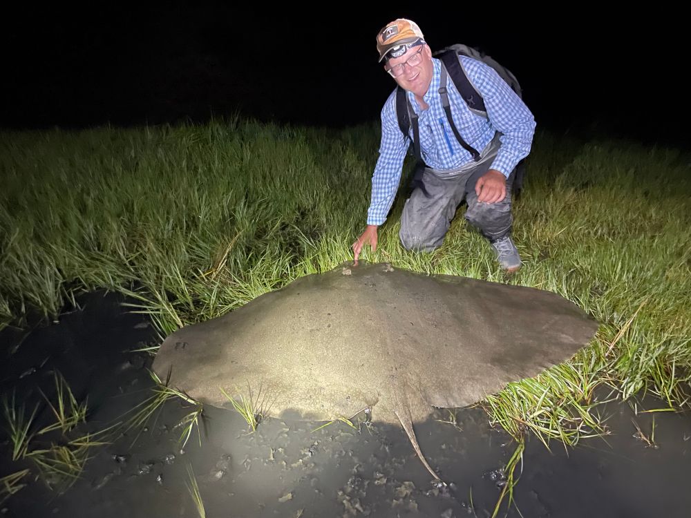 Spiny butterfly ray. 