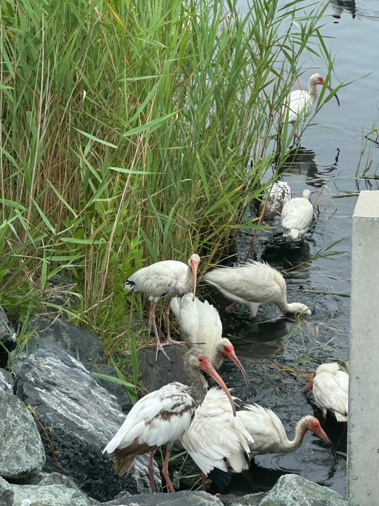 White ibis forage in a wetland.
