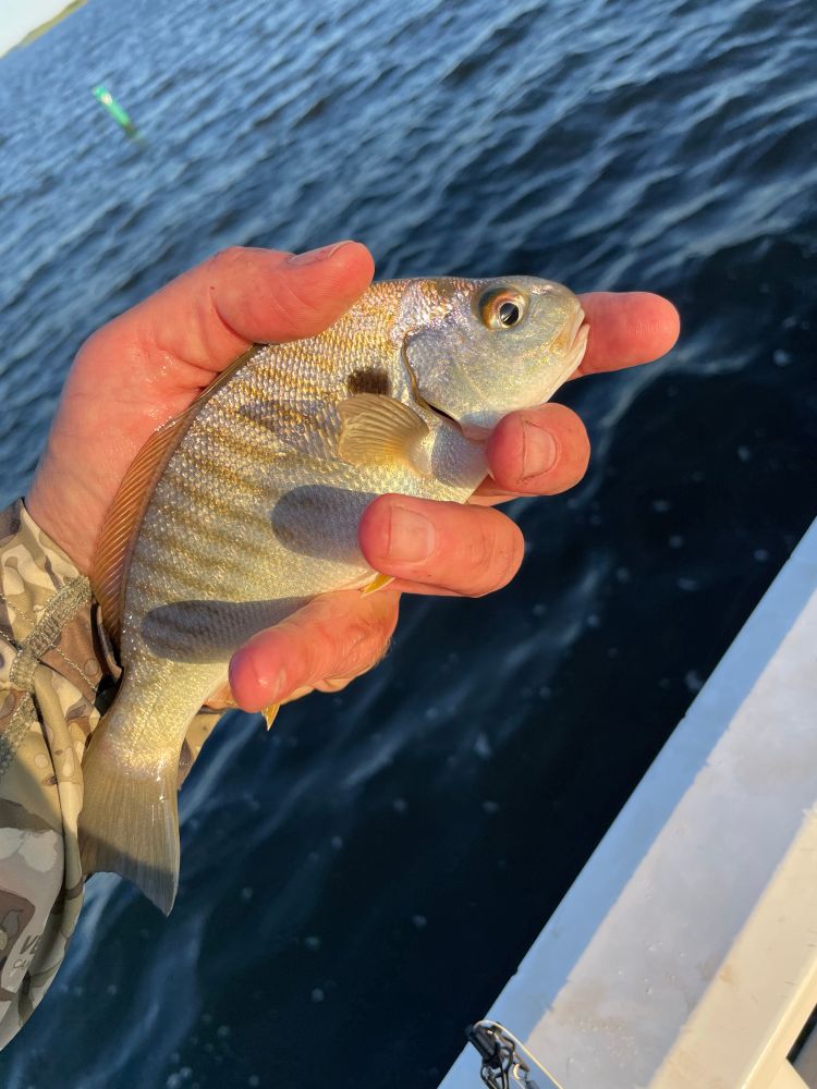 Spot croaker caught on a New Jersey fishing pier. 