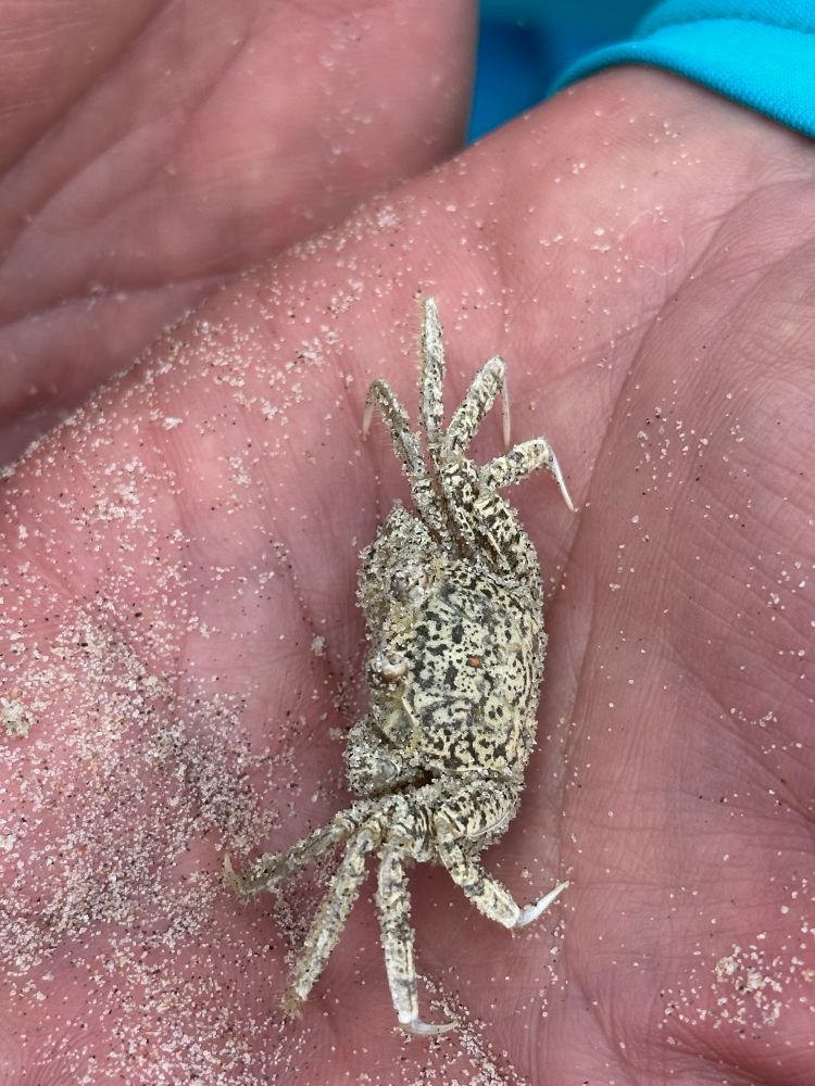 Ghost crab, caught on the beach.