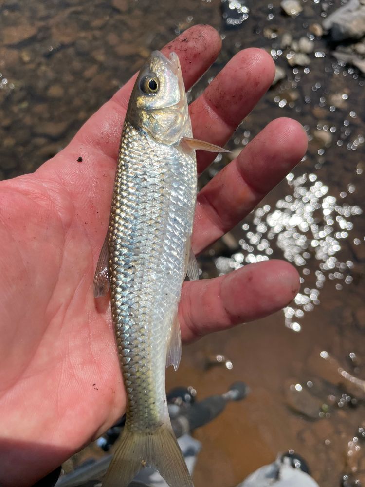 Fallfish. 
