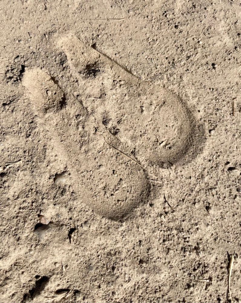 Pronghorn track in Boise foothills. 