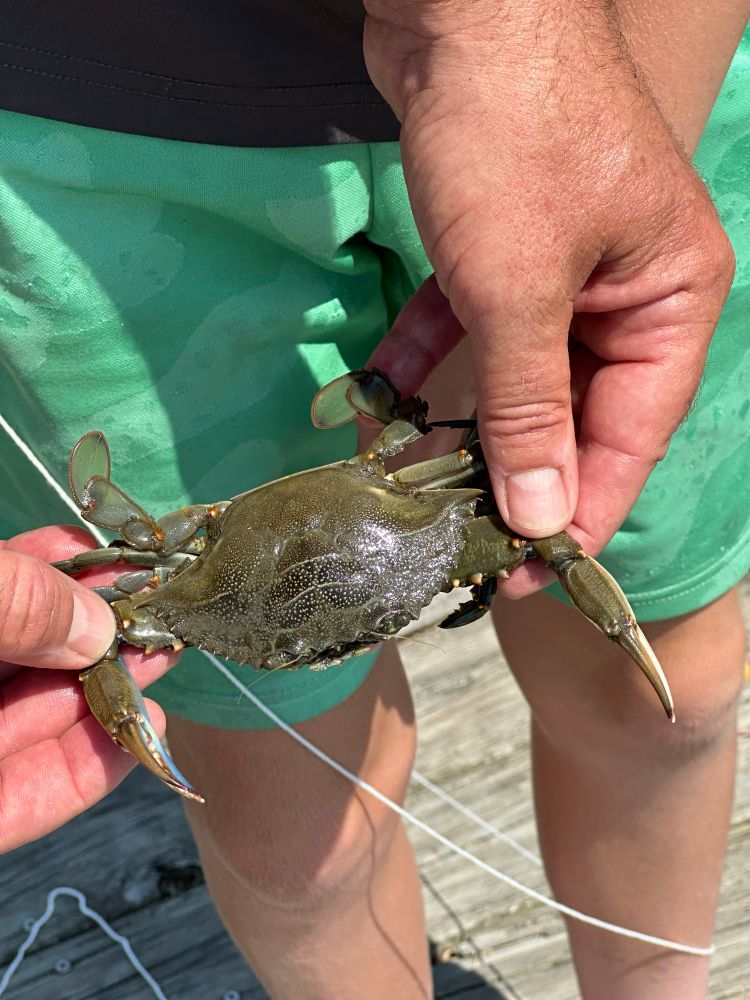 Blue crab.
