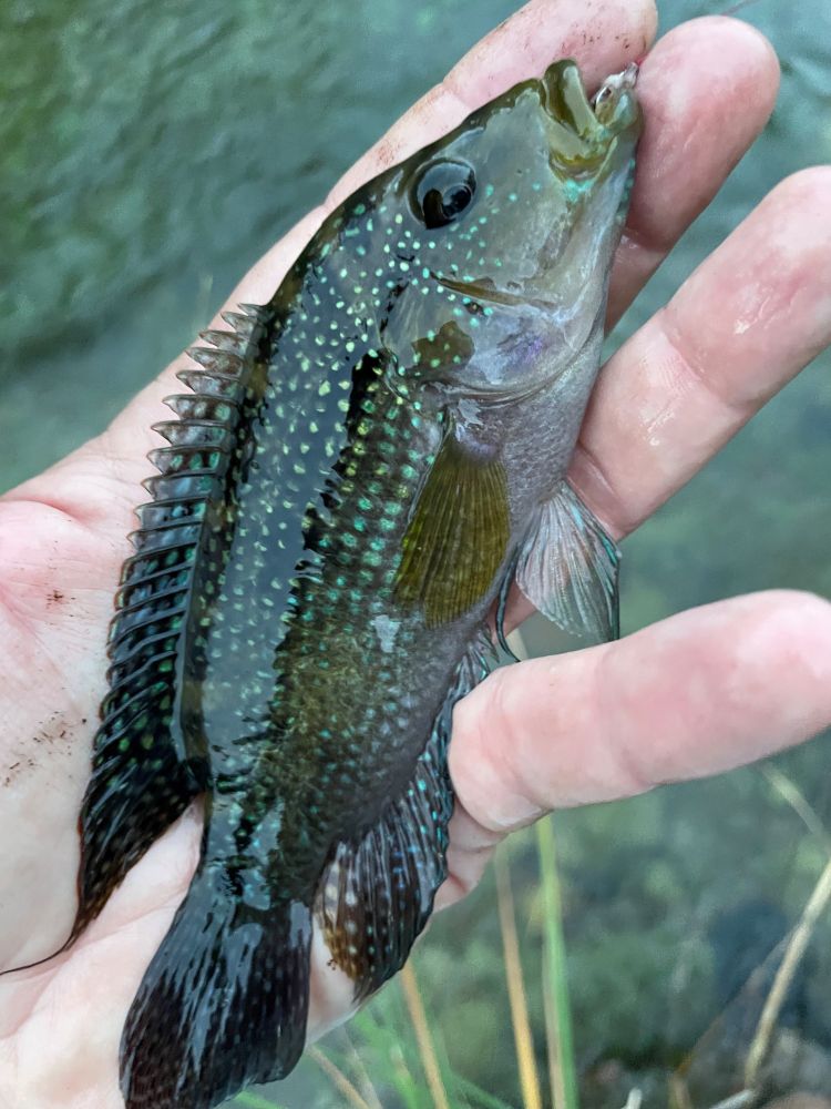Jack Dempsey cichlid, caught in a South Dakota river.