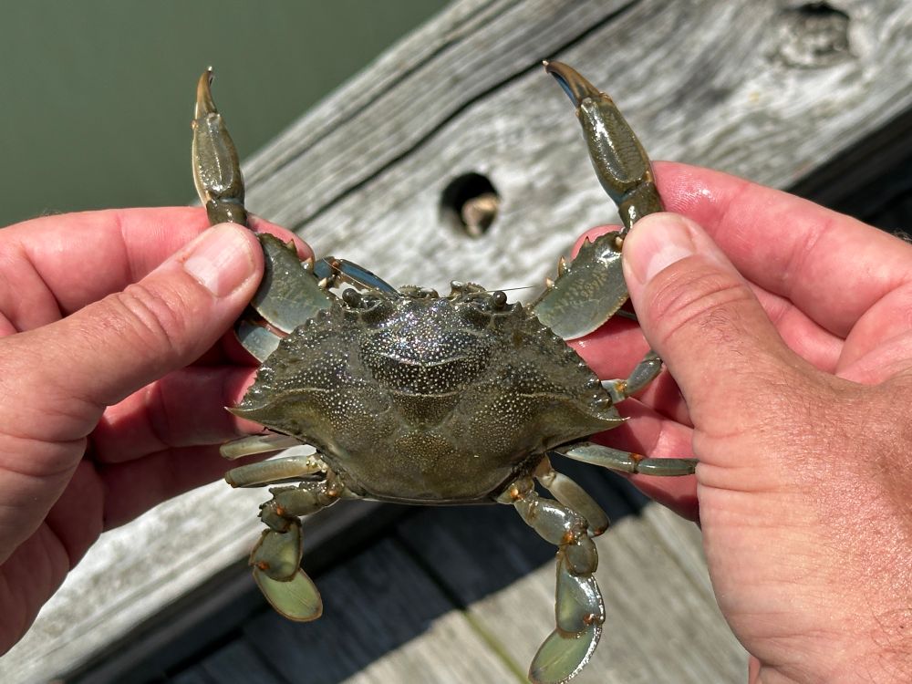 Blue crab caught in Virginia. 