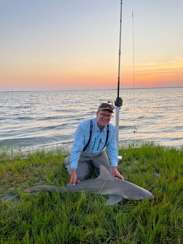 Sandbar shark caught during a research project by Monmouth University that tags & tracks sharks in New Jersey.