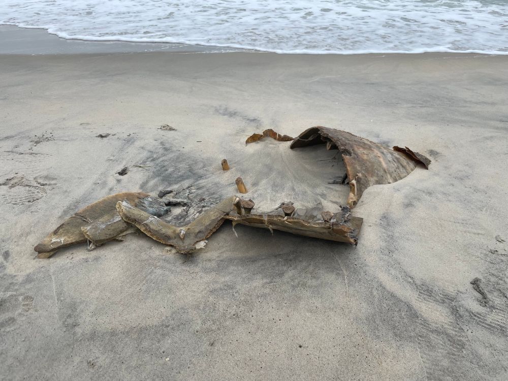 Sea turtle shell & bones on the beach. 