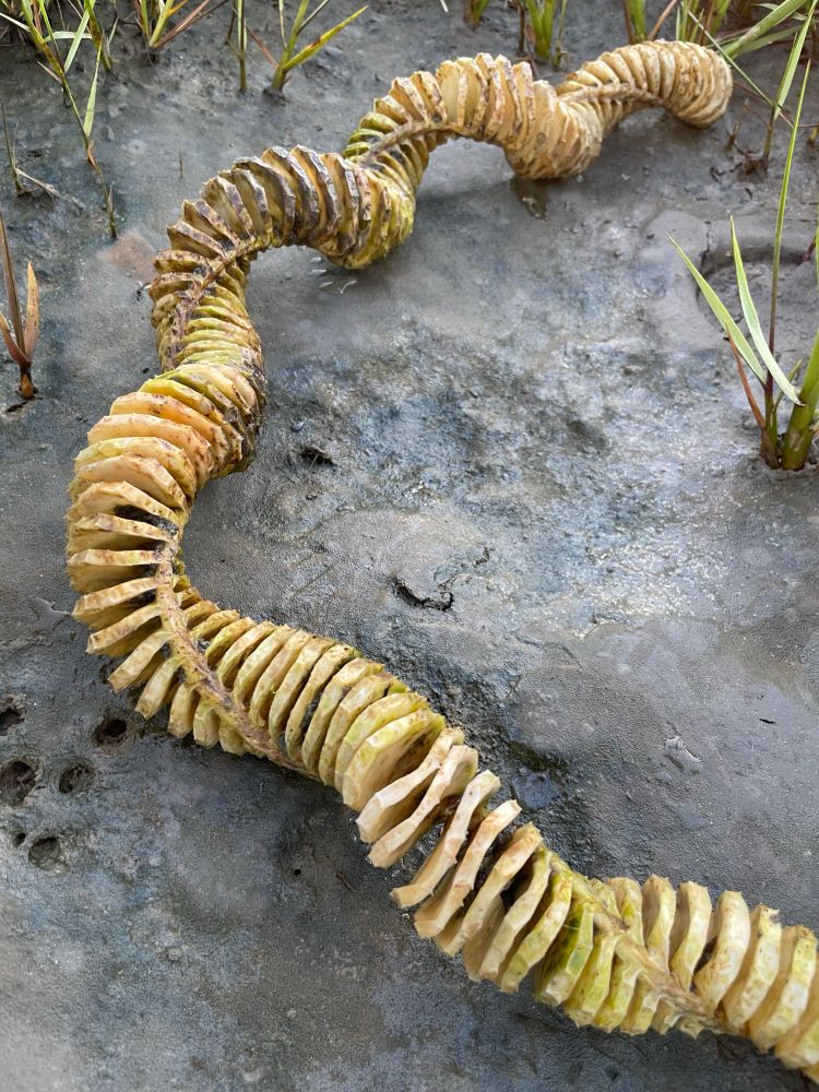 Whelk egg casing found on Long Beach Island , New Jersey z